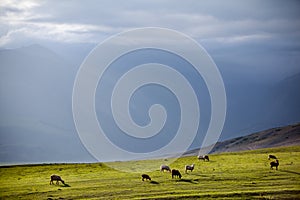 Flock of sheep pasturing in mountains photo
