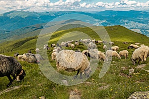 A flock of sheep pasturing and walking in the mountains