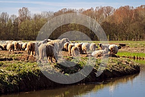 Flock of sheep peacefully grazing