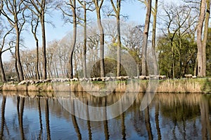 Flock of sheep reflection