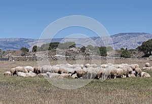 Flock of sheep resting on a field