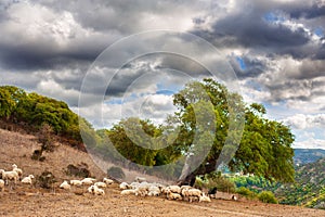 Flock of sheep resting under a large oak tree. Sardinia countryside.