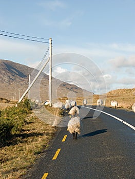 Flock of sheep on a road in Ireland