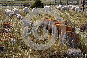 Flock of sheep among the Roman ruins of Baelo Claudia. Andalucia. Spain