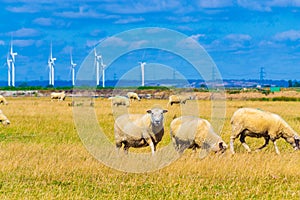 Flock of sheep Romney Marsh Kent England United Kingdom photo