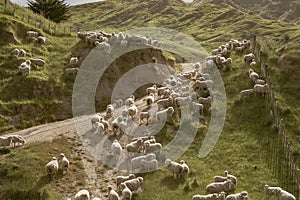 Flock of sheep on rugged New Zealand farm