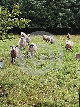 A flock of sheep is running across the field.