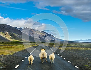 Flock of sheep running on the road in Iceland
