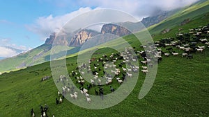 A flock of sheep runs along the grassy slope of a mountain. Drone view. Animal husbandry in the mountains. Mountain