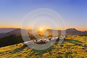 Flock of sheep in Saibi mountain
