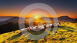 Flock of sheep in Saibi mountain