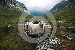 Flock of sheep. Scandinavia, Trolls valley photo