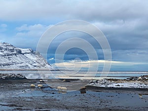 Flock of sheep on the seaside on a gloomily overcast day in Iceland