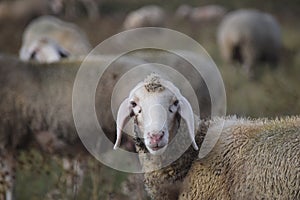 Flock of sheep with Sheep in the Foreground