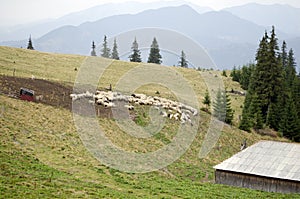 Flock of sheep at sheepfold