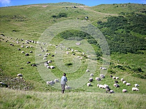 Flock of sheep,shepherd, the Carpathian Mountains