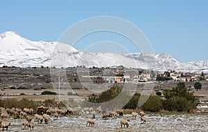 Flock of sheep in Sirente-Velino Park, Italy photo