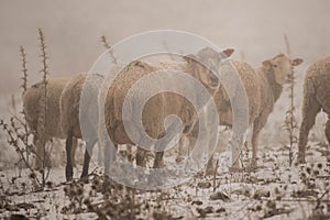flock of sheep with snow on the mountain photo
