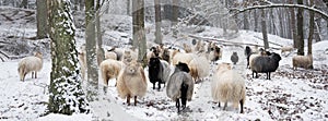 Flock of sheep in snow between trees of winter forest near utrecht in holland