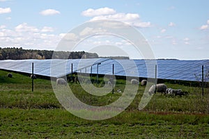 flock of sheep in solar panels in farm photovoltaic system
