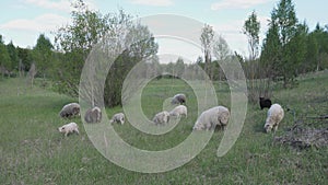 A flock of sheep is sown in a meadow