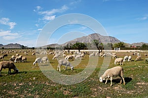 Flock of sheep, spanish farming