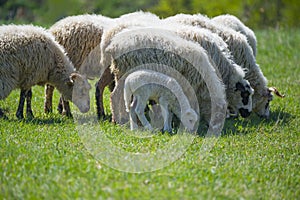 Flock of sheep on a spring meadow