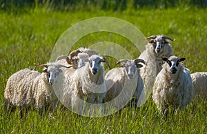 A flock of sheep on a spring meadow