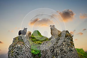 A flock of sheep standing at the rocky mountains on a hill in the summe