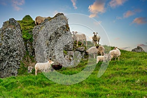 A flock of sheep standing at the rocky mountains on a hill in the summe