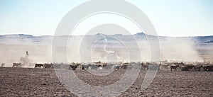 A flock of sheep on the steppes