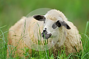 Flock sheep on a summer field