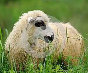 Flock sheep on a summer field