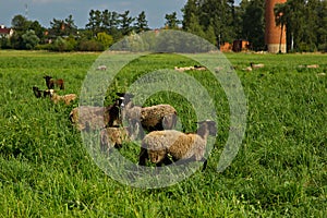 A flock of sheep on summer grazing.