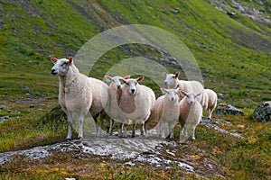 Flock of sheep in summer Scandinavia