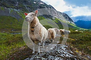 Flock of sheep in summer Scandinavia