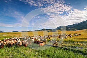 The flock of sheep sunrise of Sailimu lake Xinjiang, China