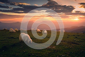 Flock of sheep at sunset