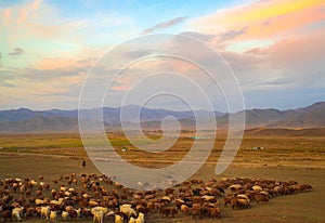 Flock of sheep at sunset photo