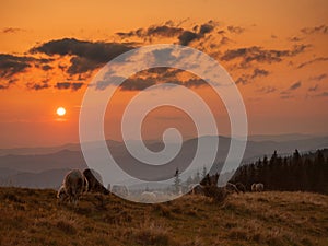 Flock of sheep at sunset in the mountains