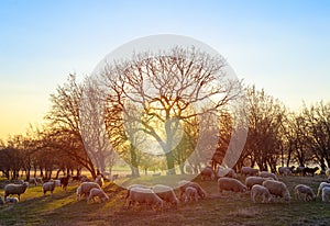 Flock of sheep at sunset in springtime