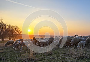 Flock of sheep at sunset in springtime