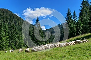 Flock of sheep in the Tatra mountains,Chocholowska Valley, Poland.