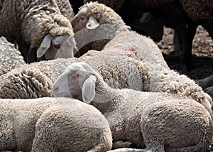 Flock of Sheep in the Taunus mountains