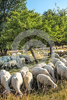 Flock Of Sheep in the Taunus mountains