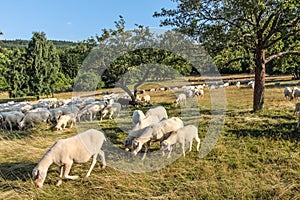 Flock Of Sheep in the Taunus mountains