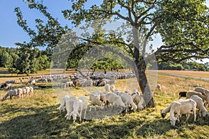 Flock Of Sheep in the Taunus mountains