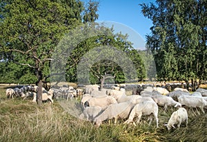 Flock Of Sheep in the Taunus mountains