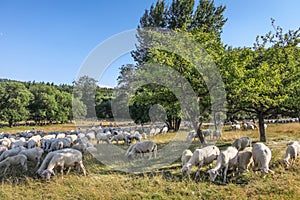 Flock Of Sheep in the Taunus mountains