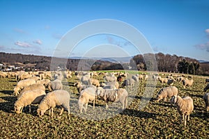 Flock Of Sheep in the Taunus mountains